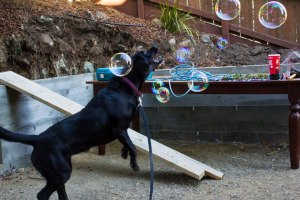 CHASING DOWN BUBBLES