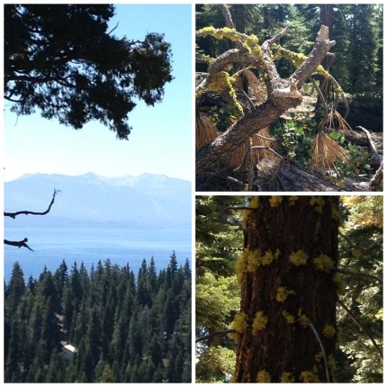 Tahoe Collage