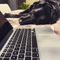 Lucy sleeps on laptop