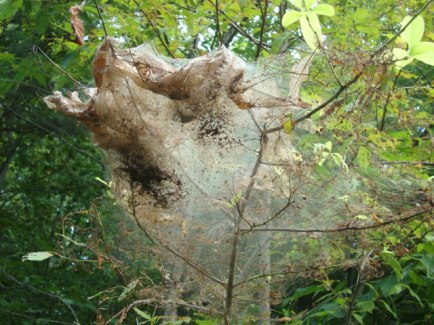 tree web2