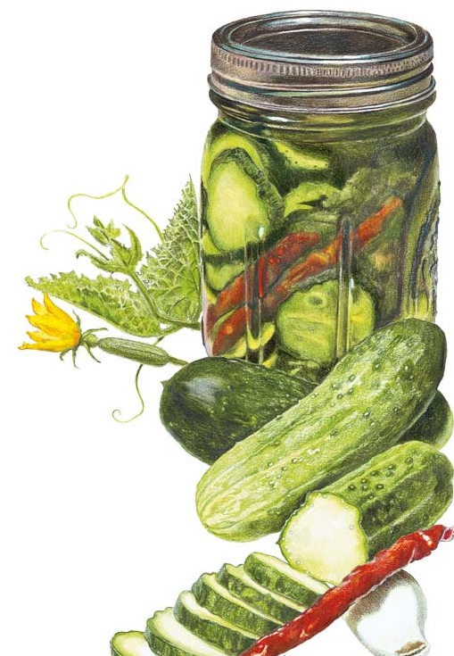 Cucumber-Homemade-Pickles